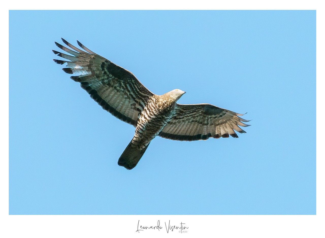 Falco pecchiaiolo