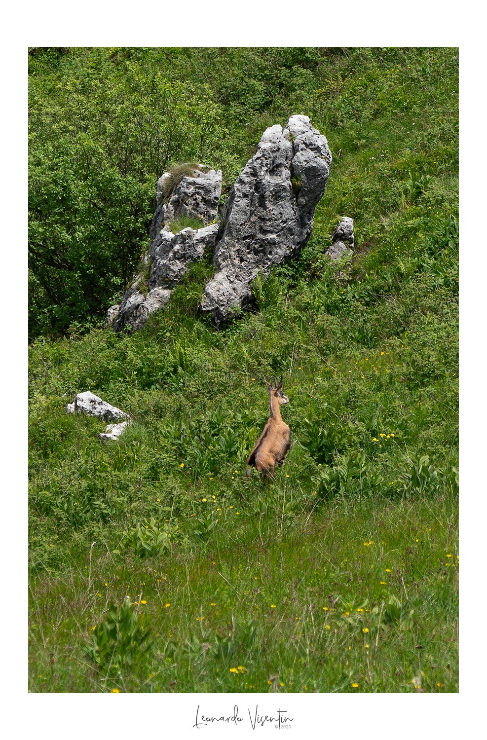 Camoscio