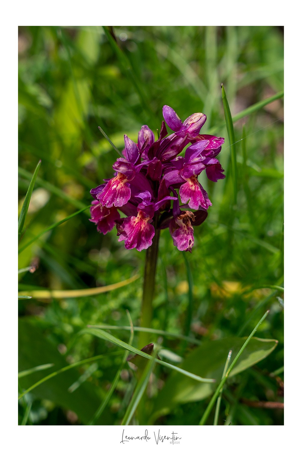 Fiori