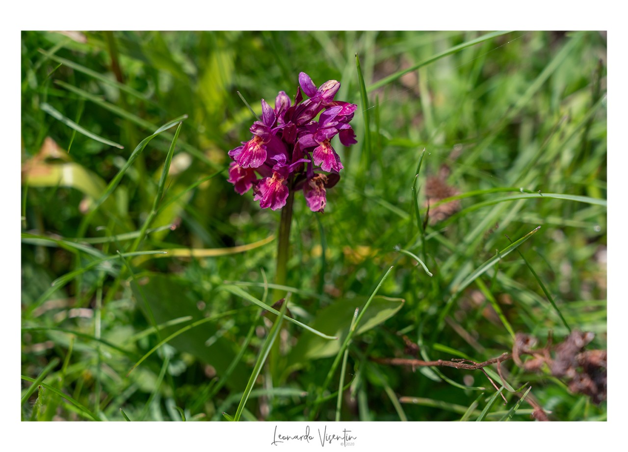 Fiori