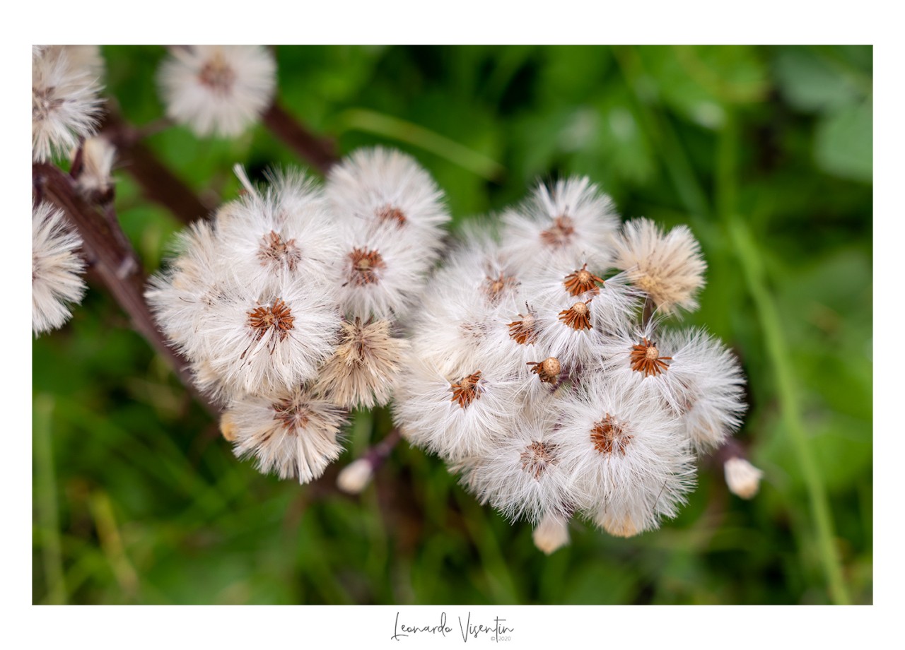 Fiori