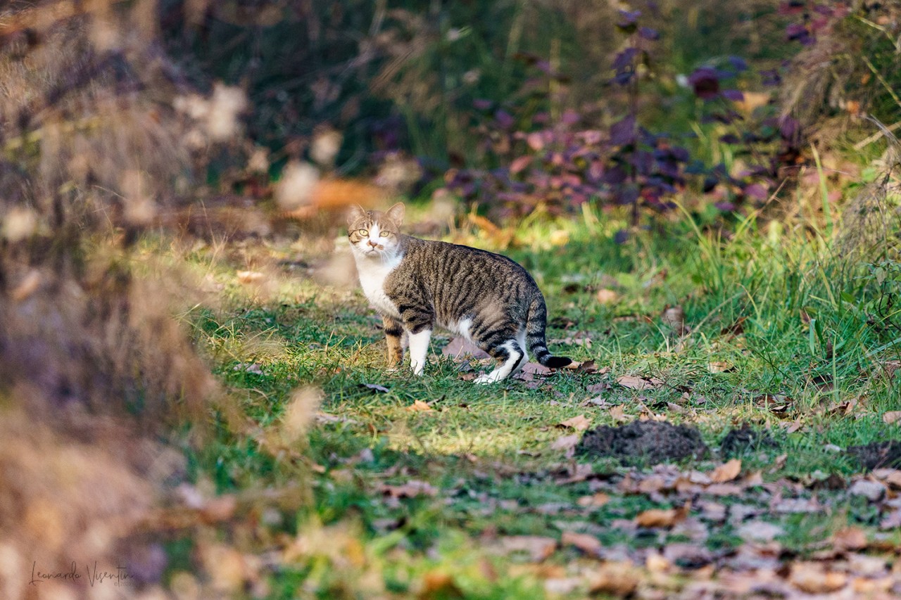 Gatto
