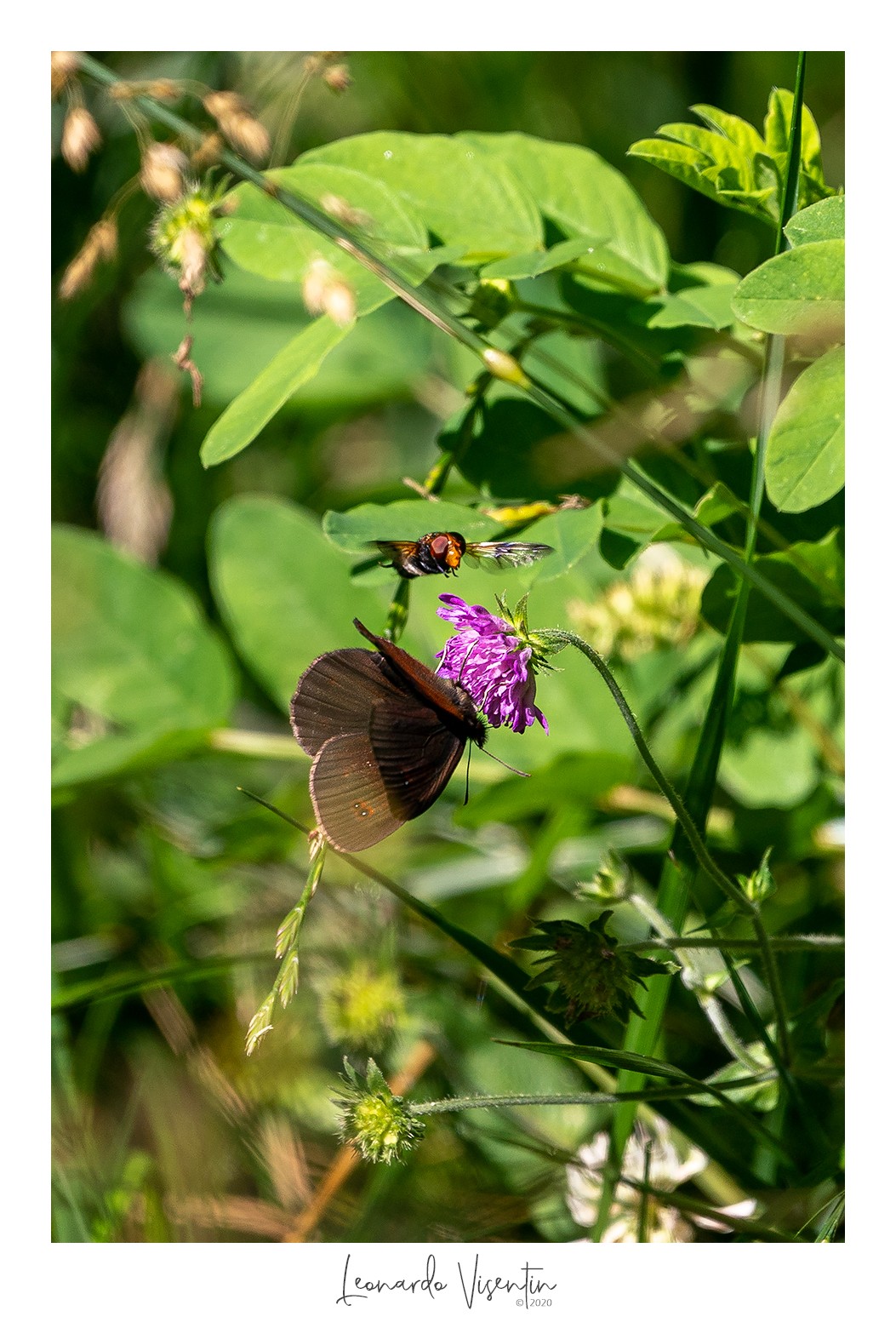 Erebia aethiops