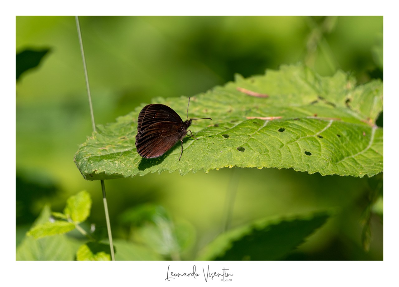 Erebia aethiops