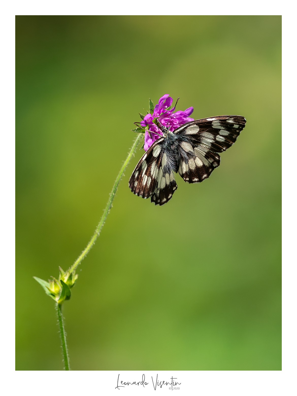 Melanargia galathea