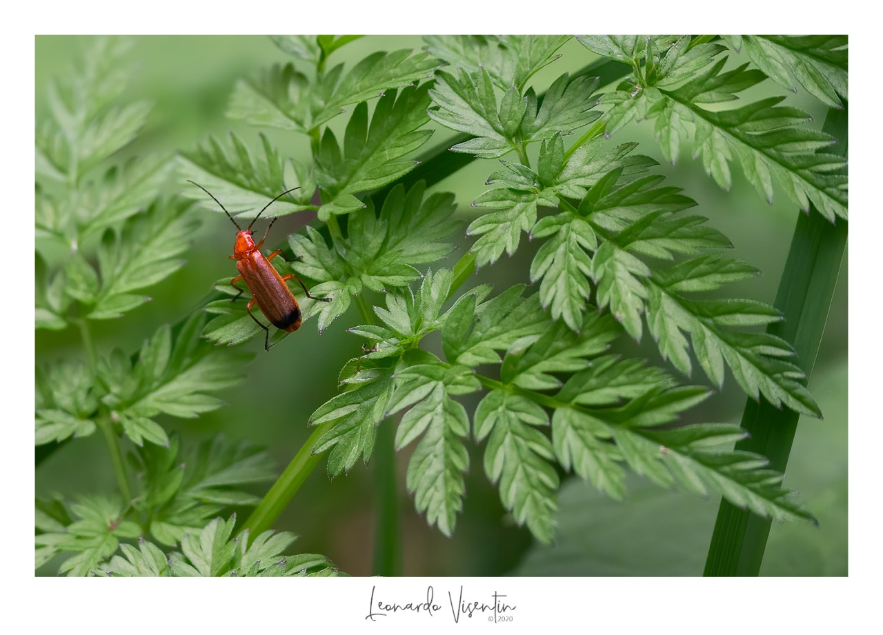 Insetto rosso