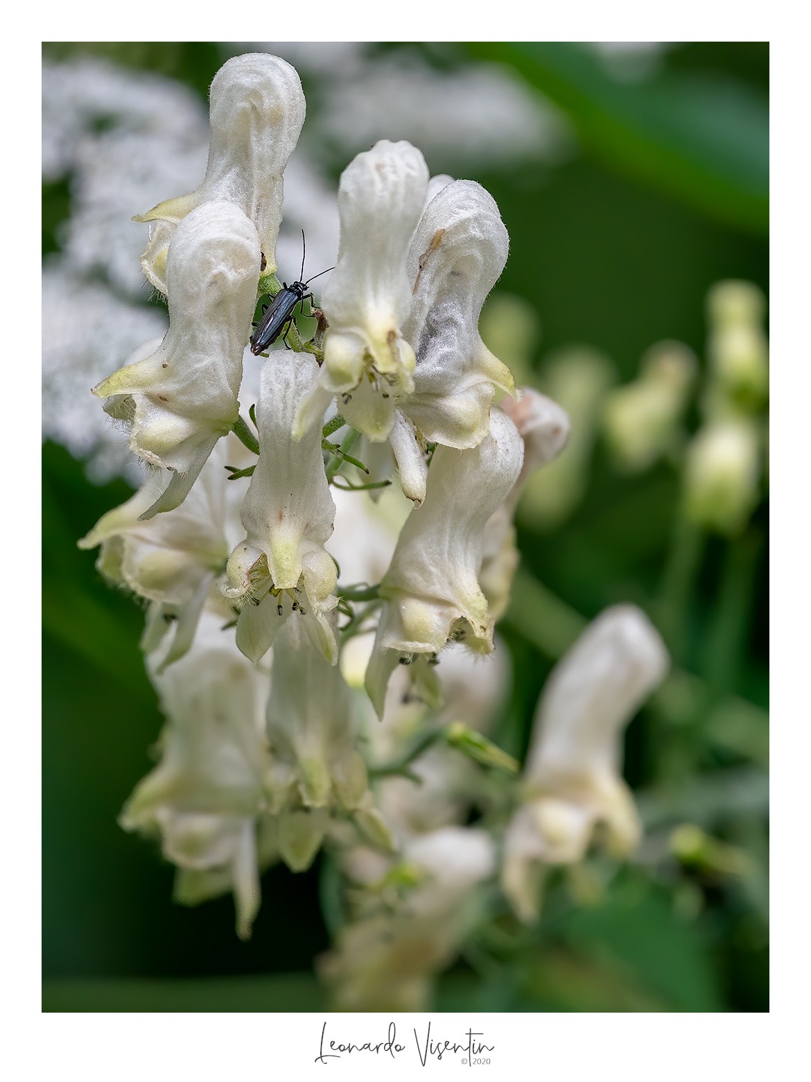 Insetto su fiore