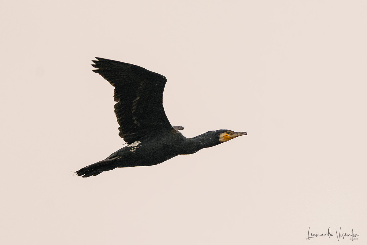 Cormorano