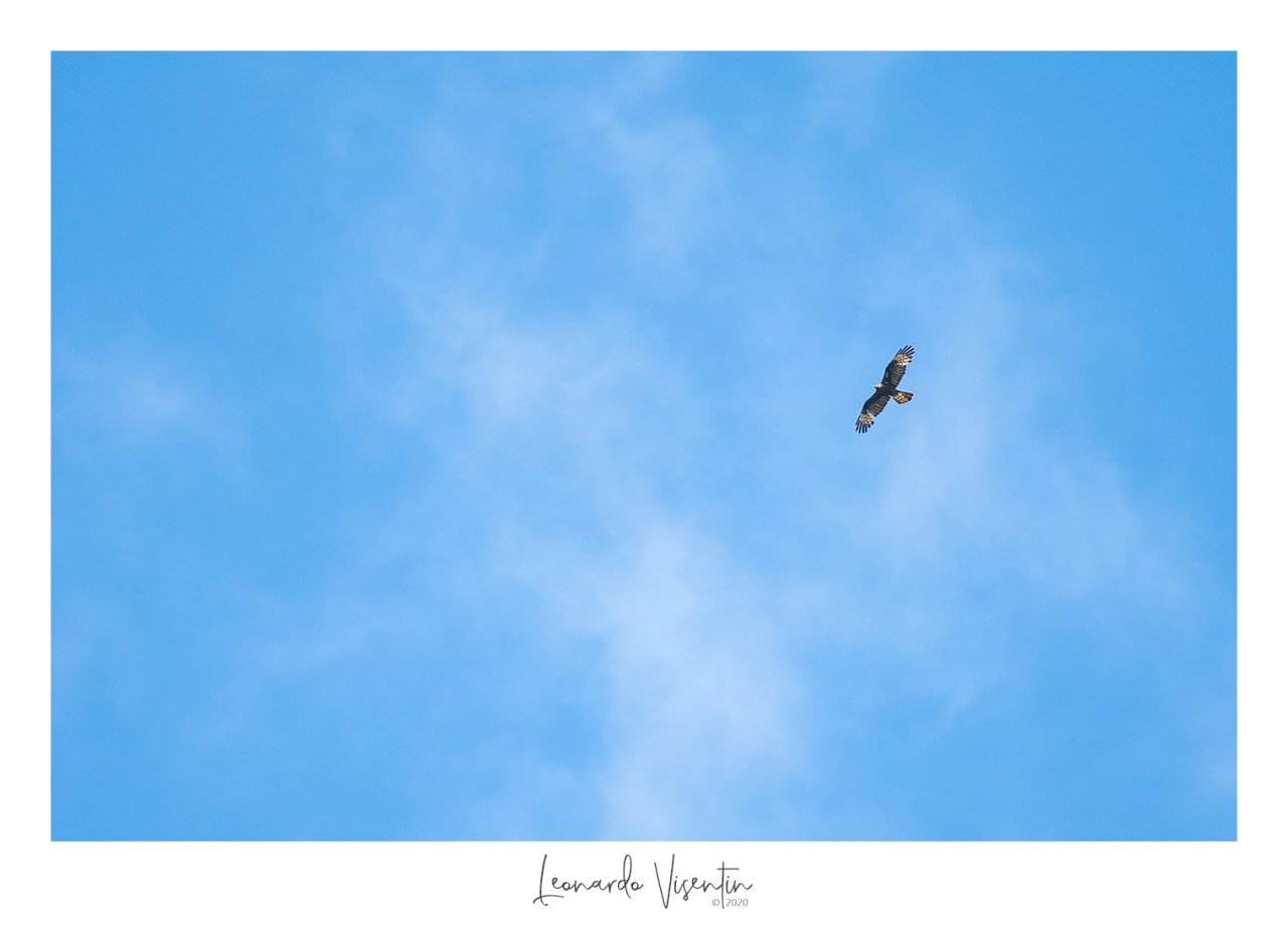 Falco pecchiaiolo