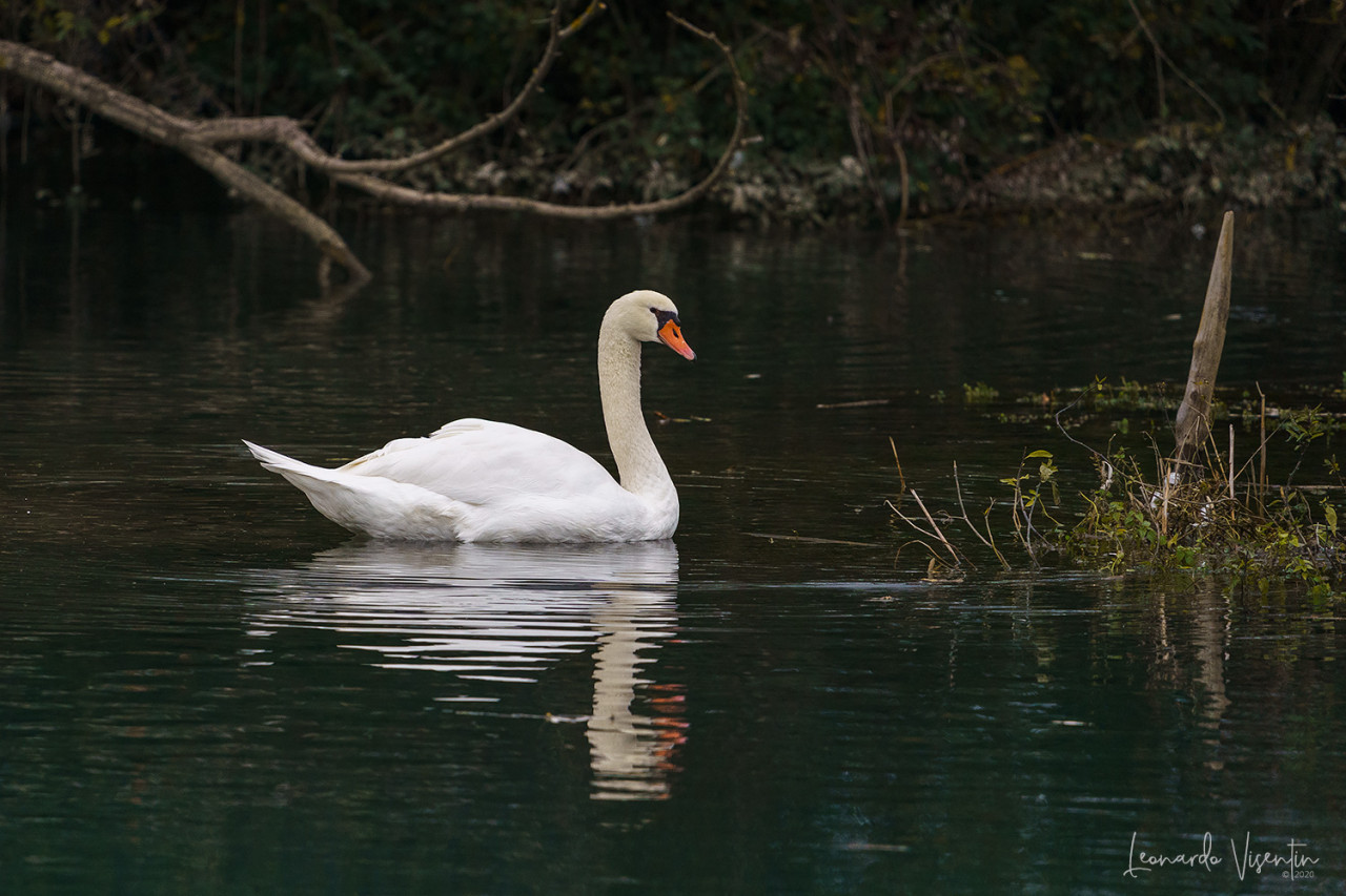 Cigno reale