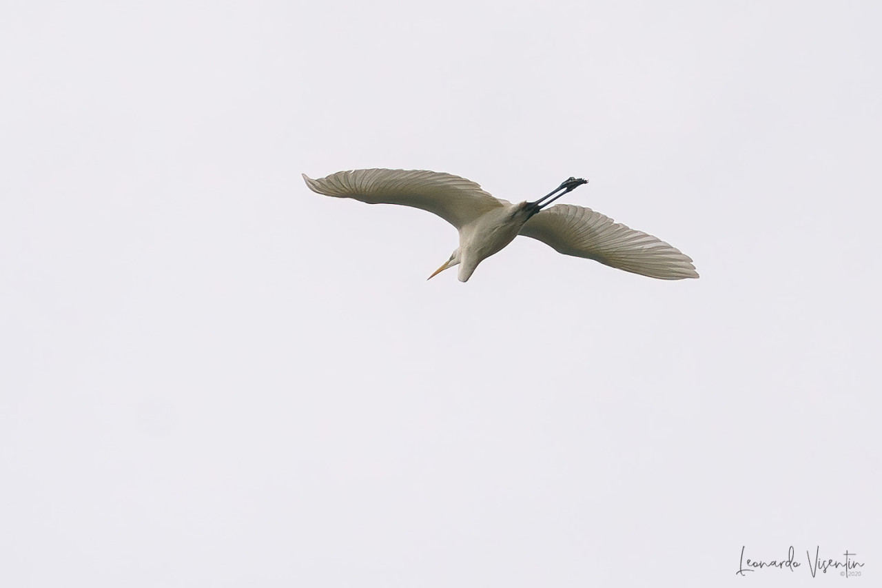 Airone bianco maggiore