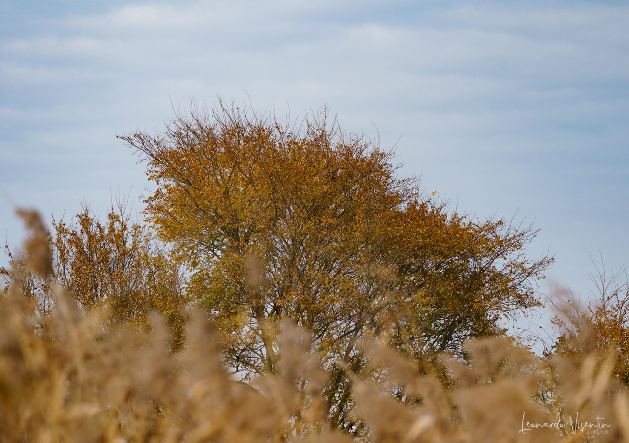 Autunno