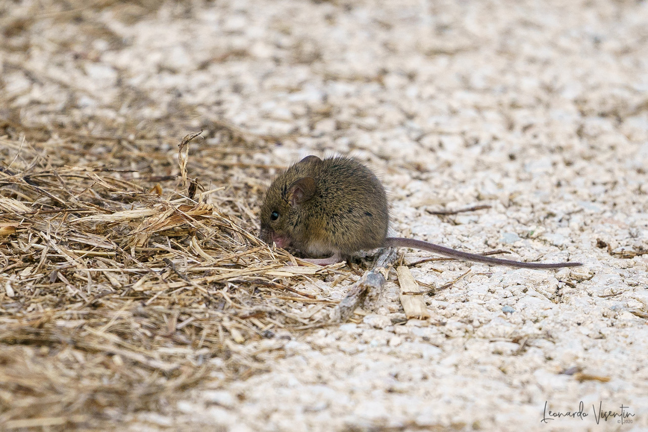 Apodemus sp.