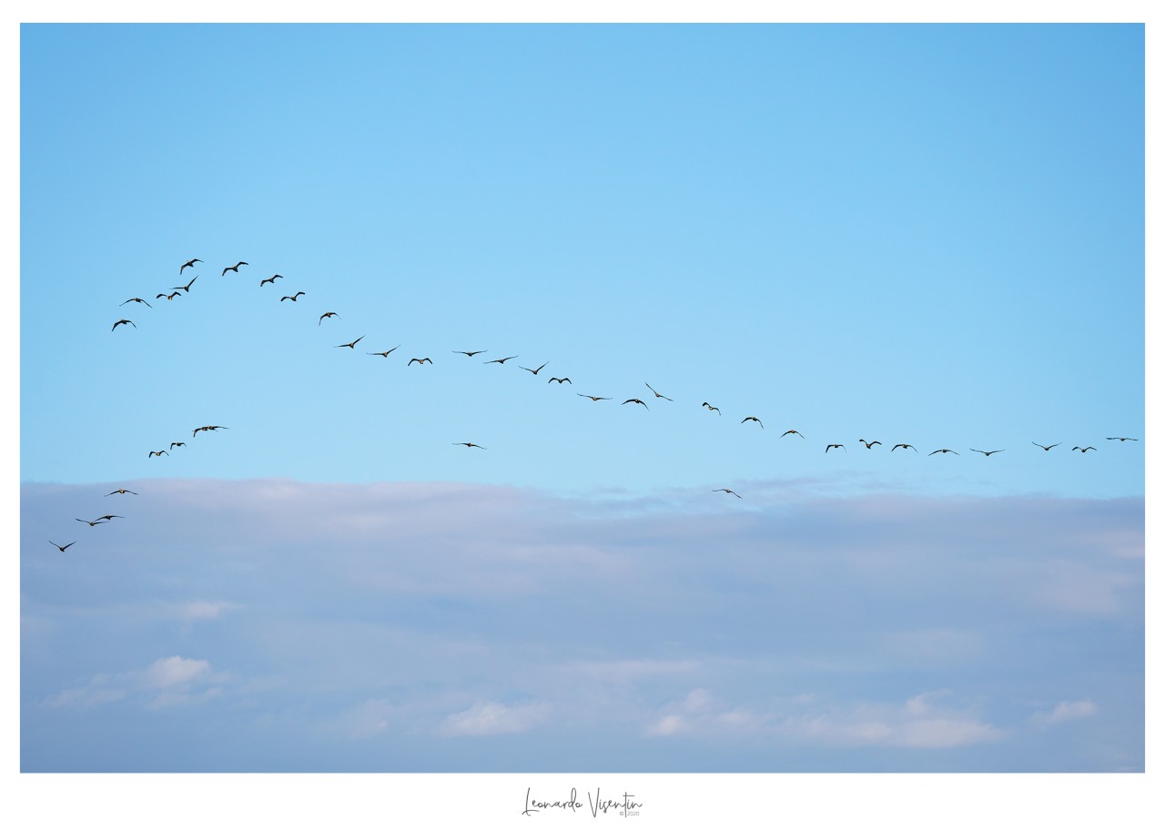 Cormorani