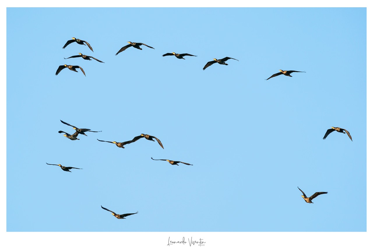 Cormorani