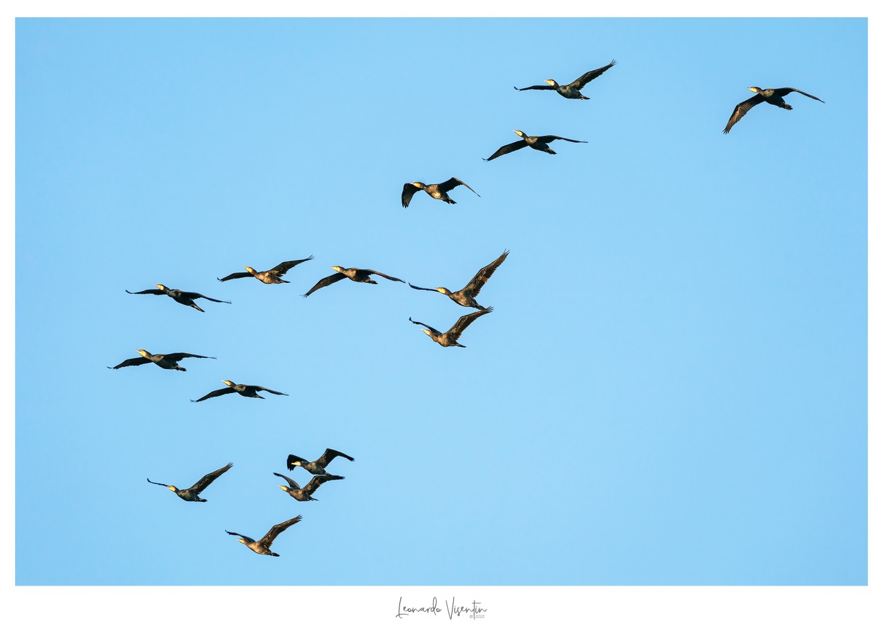 Cormorani