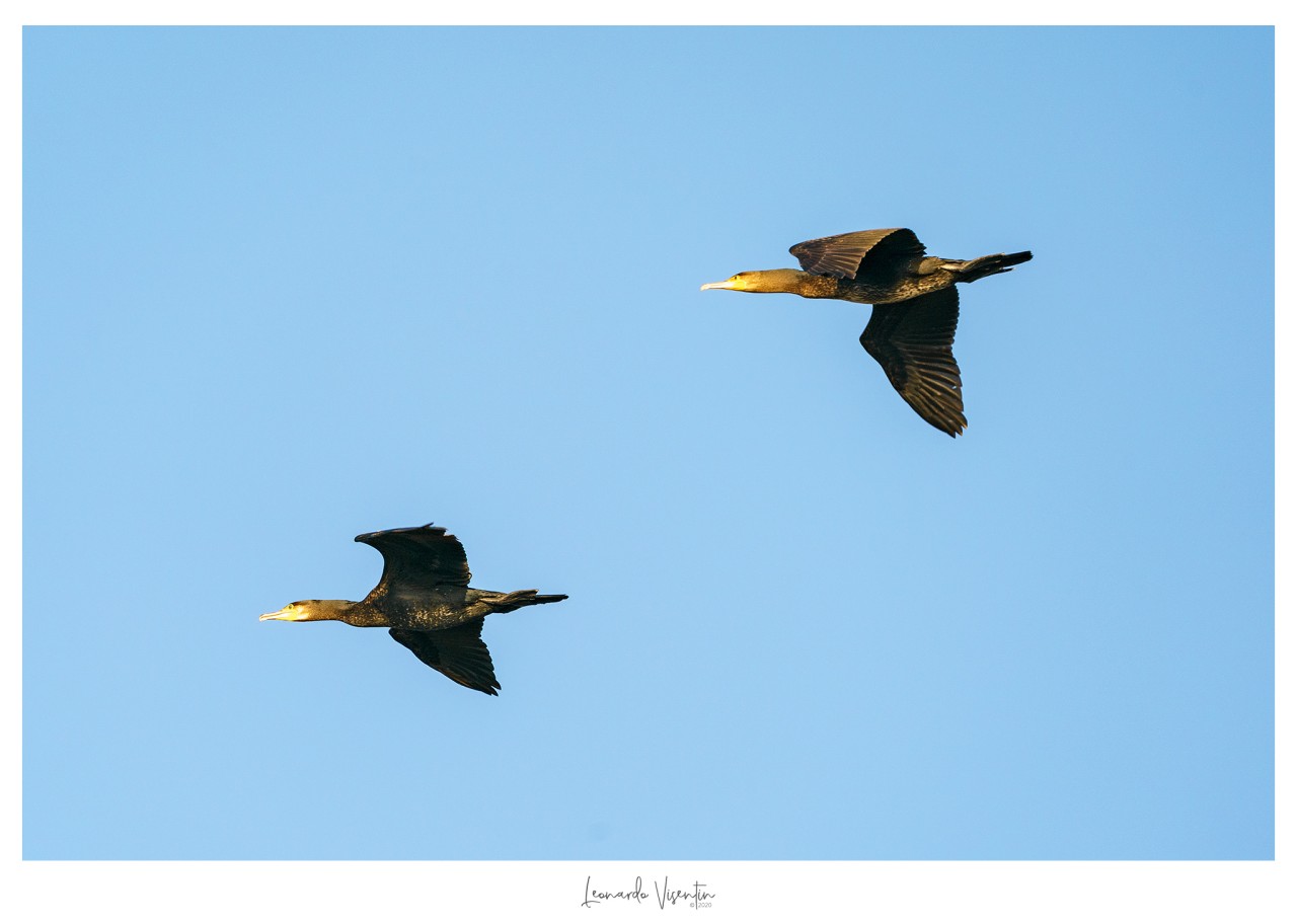 Cormorani
