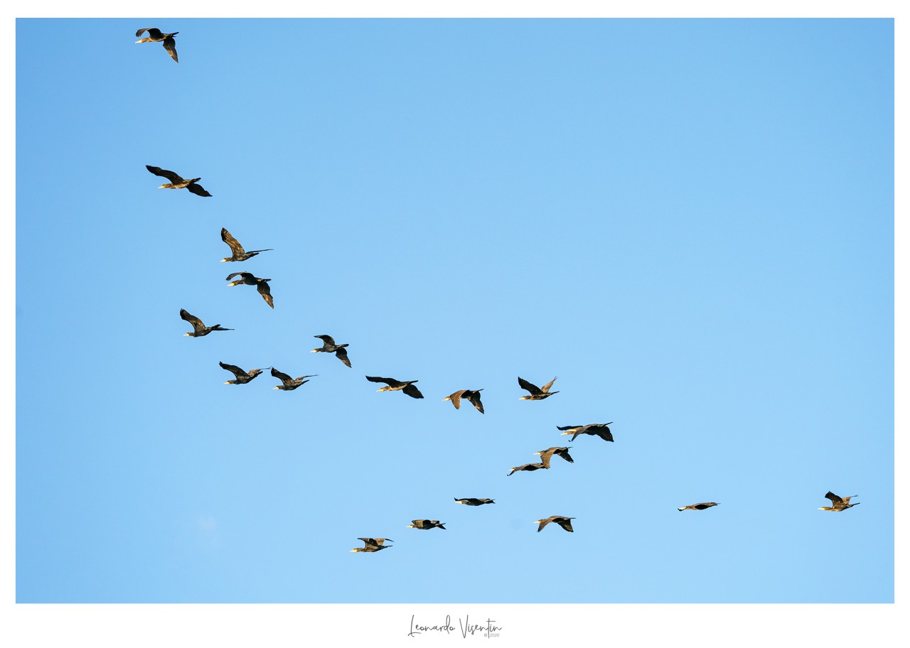 Cormorani