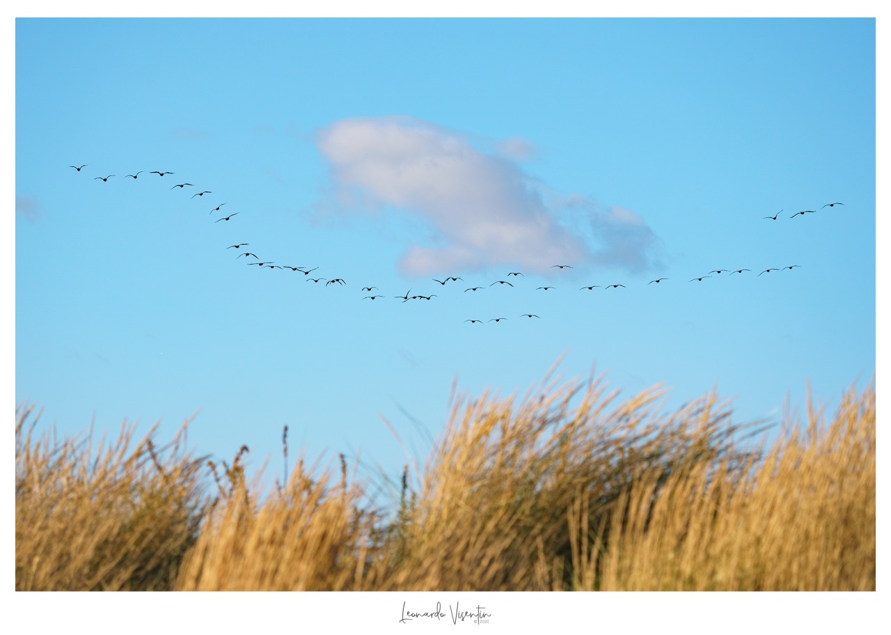 Cormorani