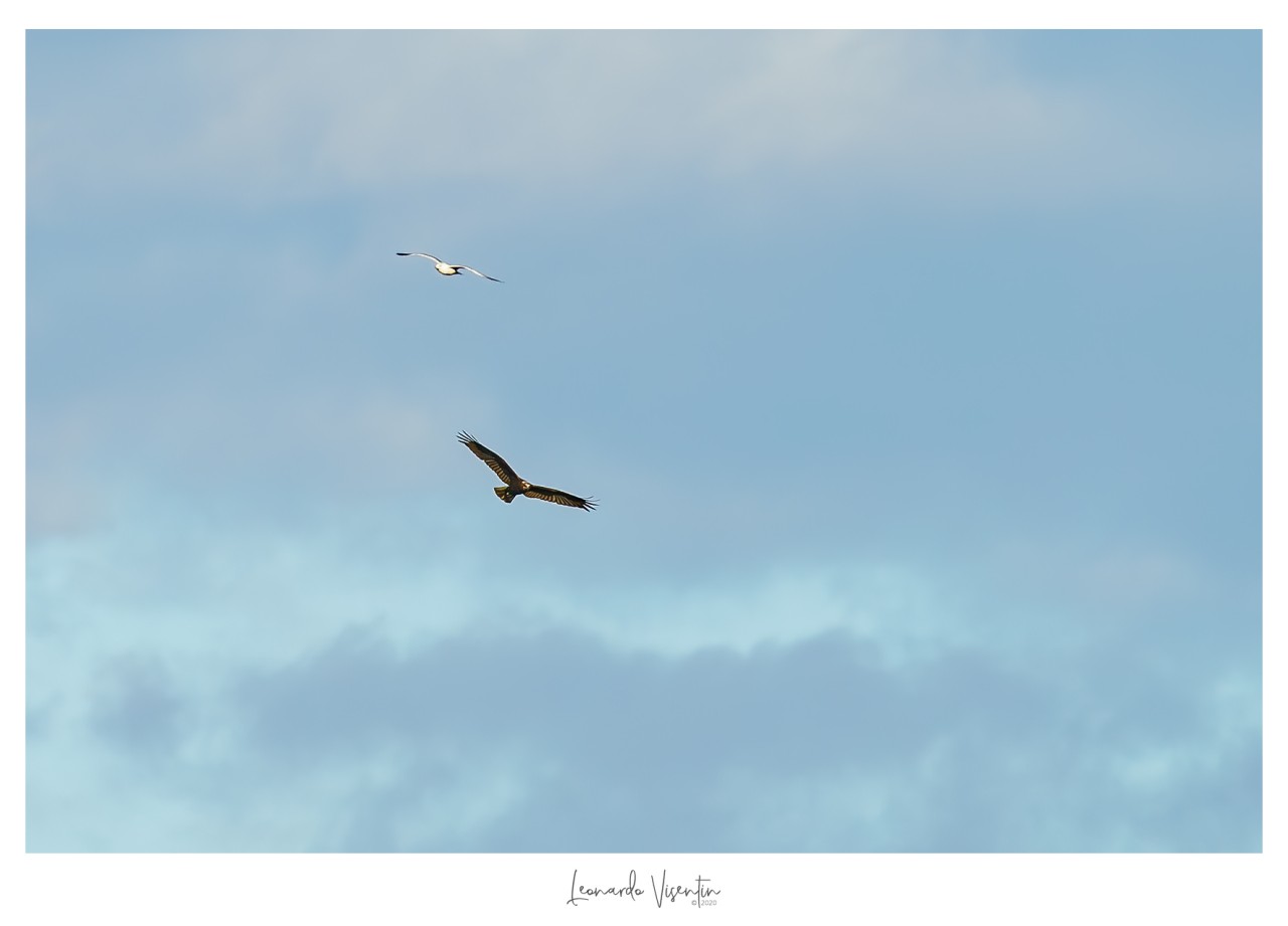 Falco di palude