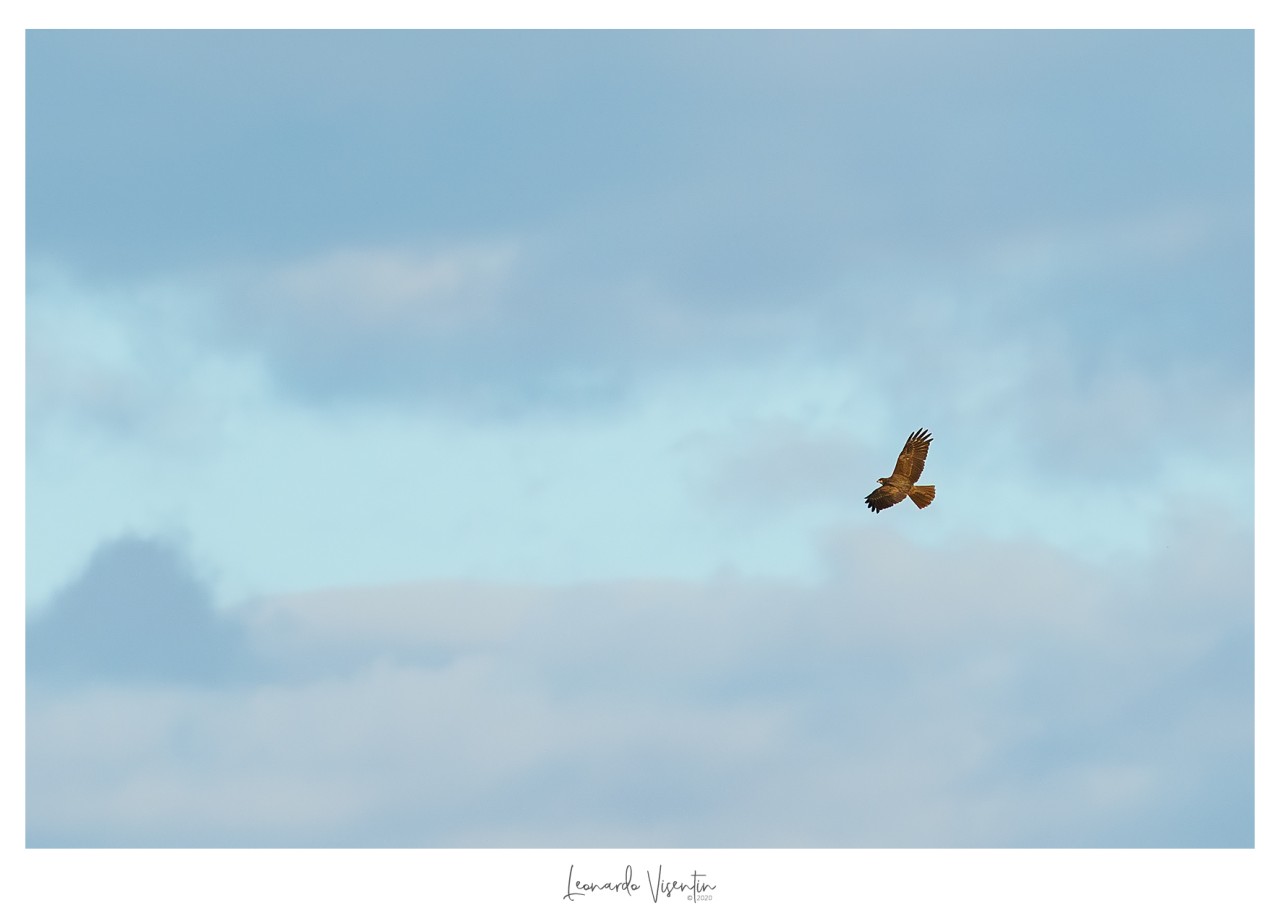 Falco di palude