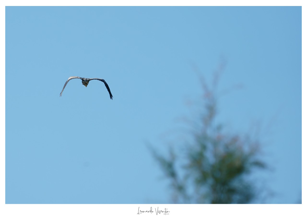 Airone cenerino
