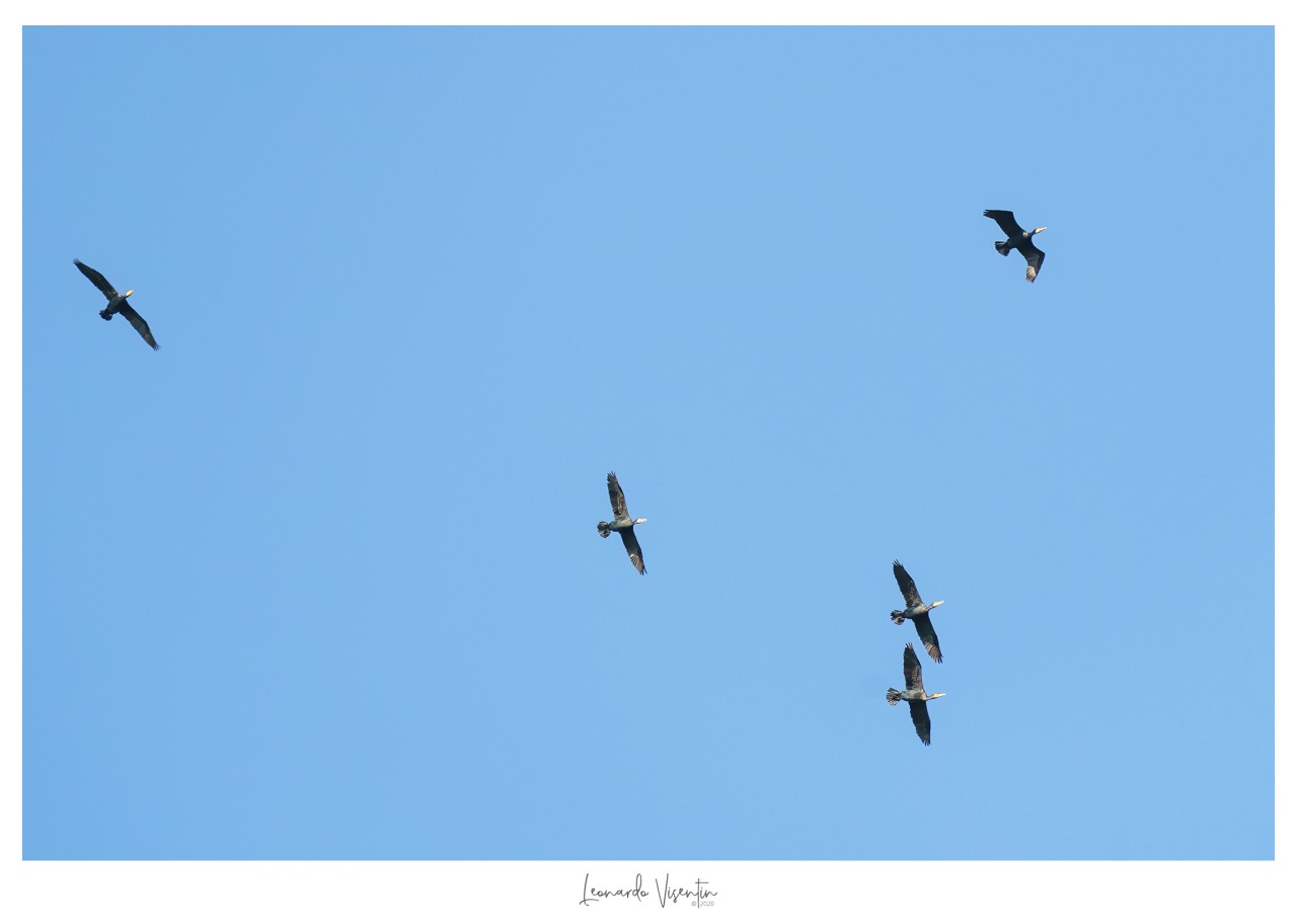 Cormorani (Phalacrocorax carbo)