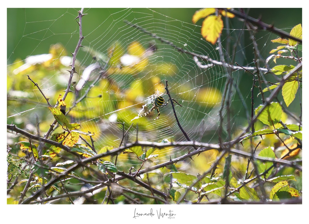 Argiope bruennichi