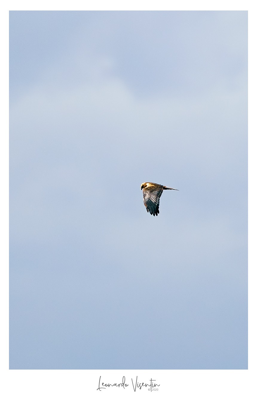Falco di palude