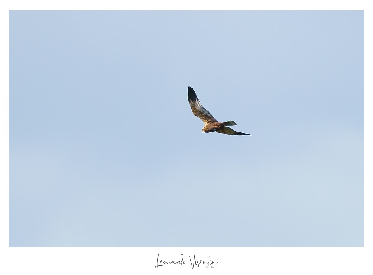 Falco di palude