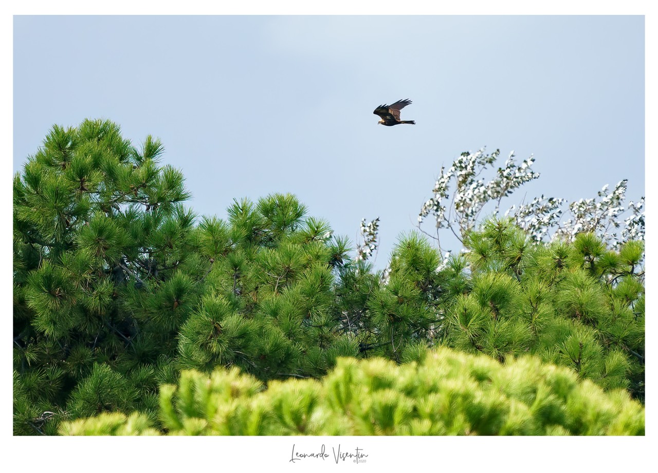 Falco di palude