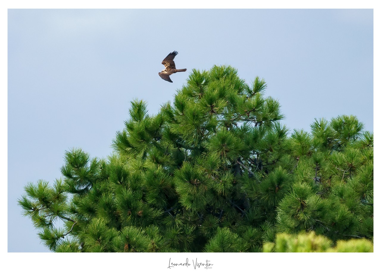 Falco di palude