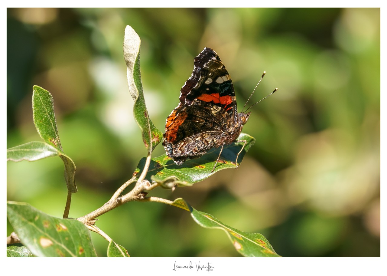 Vanessa atalanta