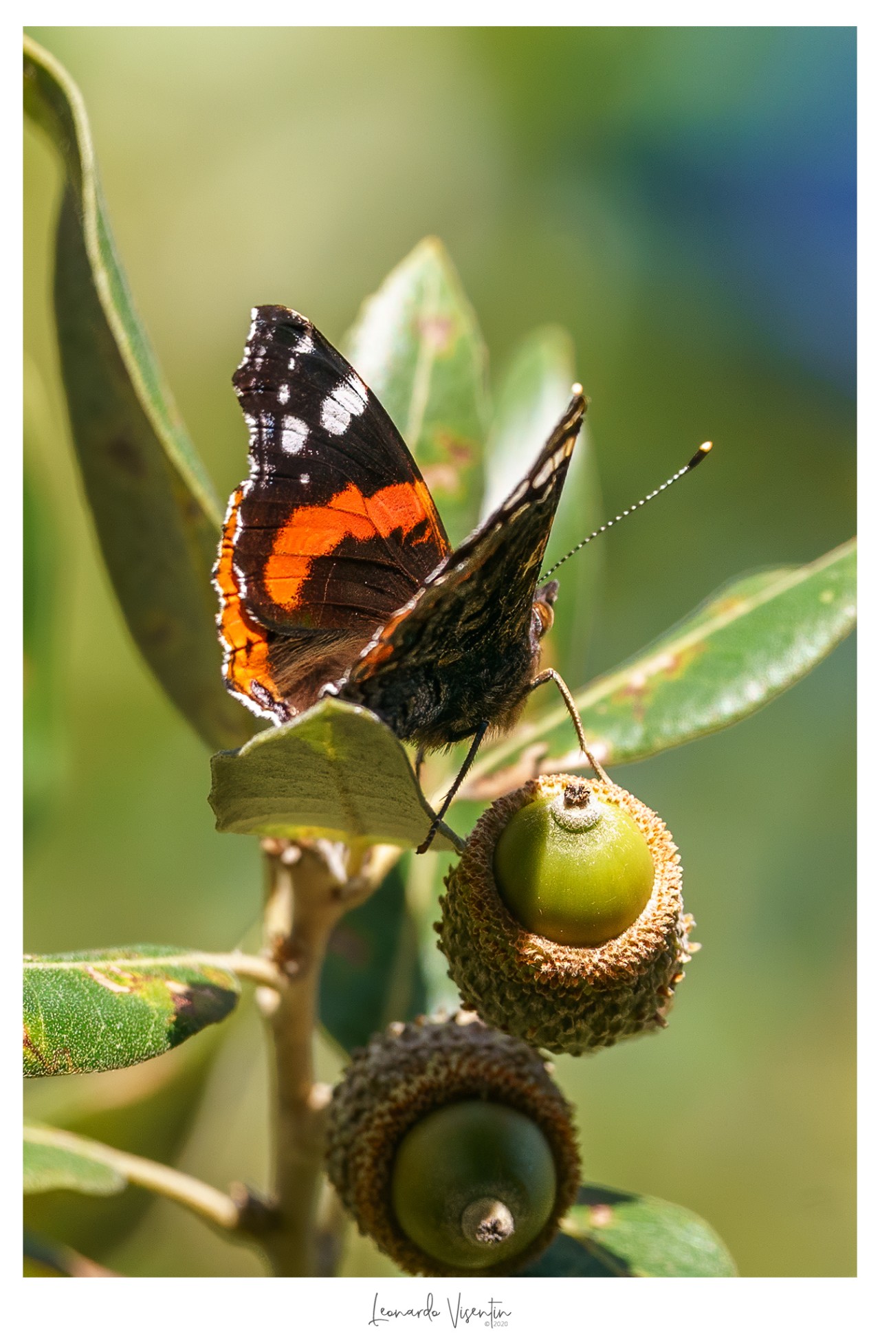 Vanessa atalanta