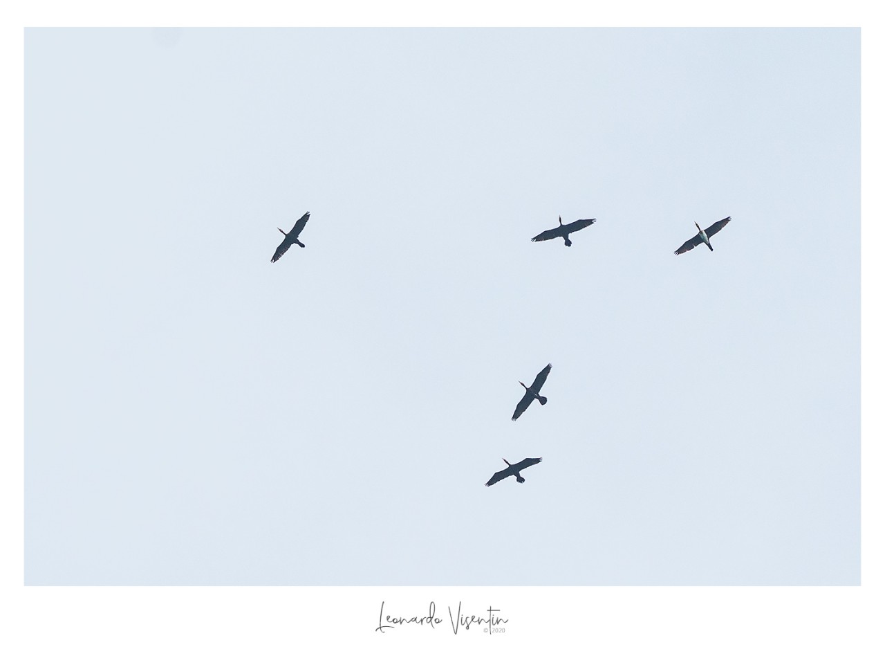 Cormorani