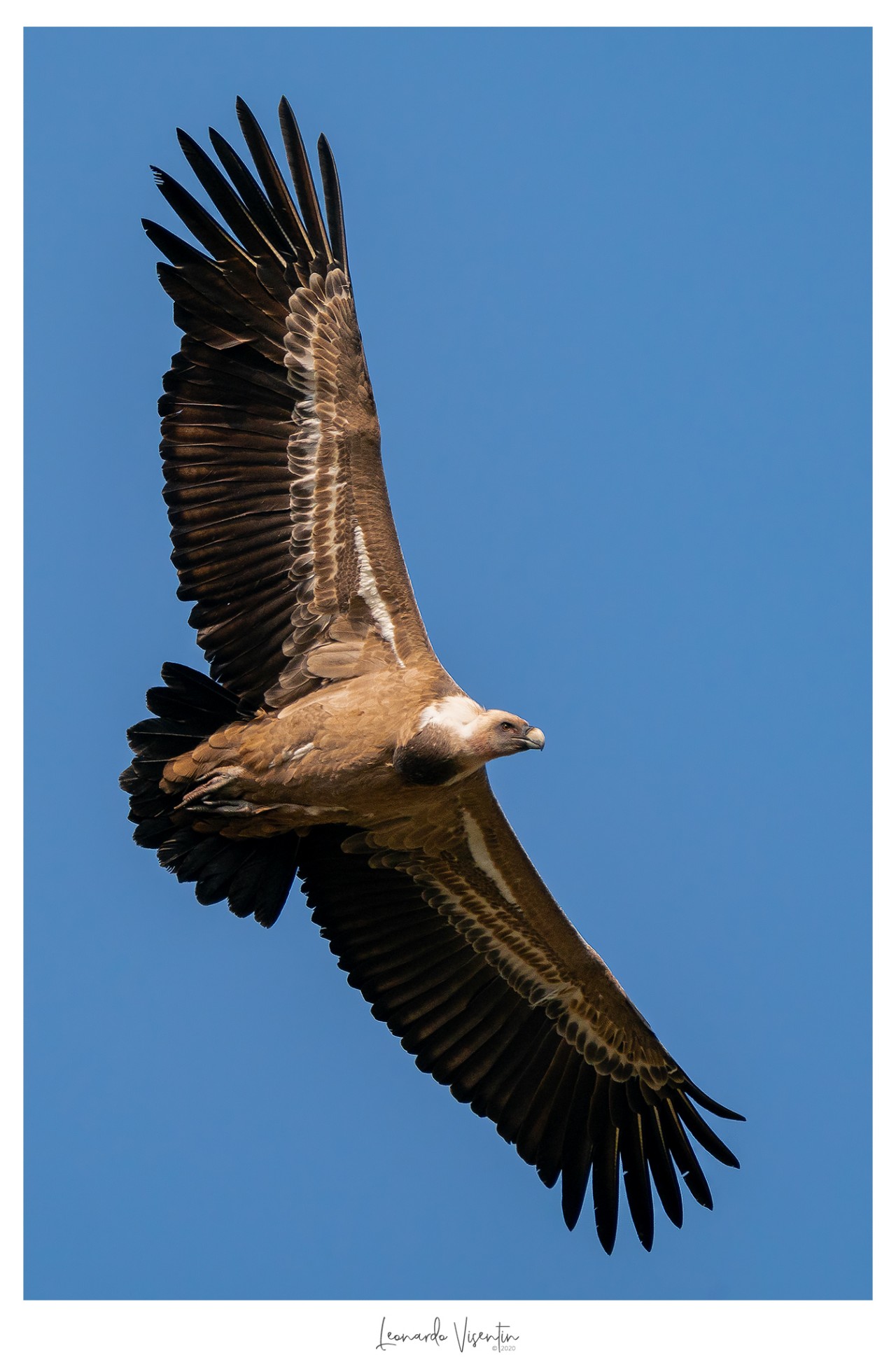 Grifone (Gyps fulvus)