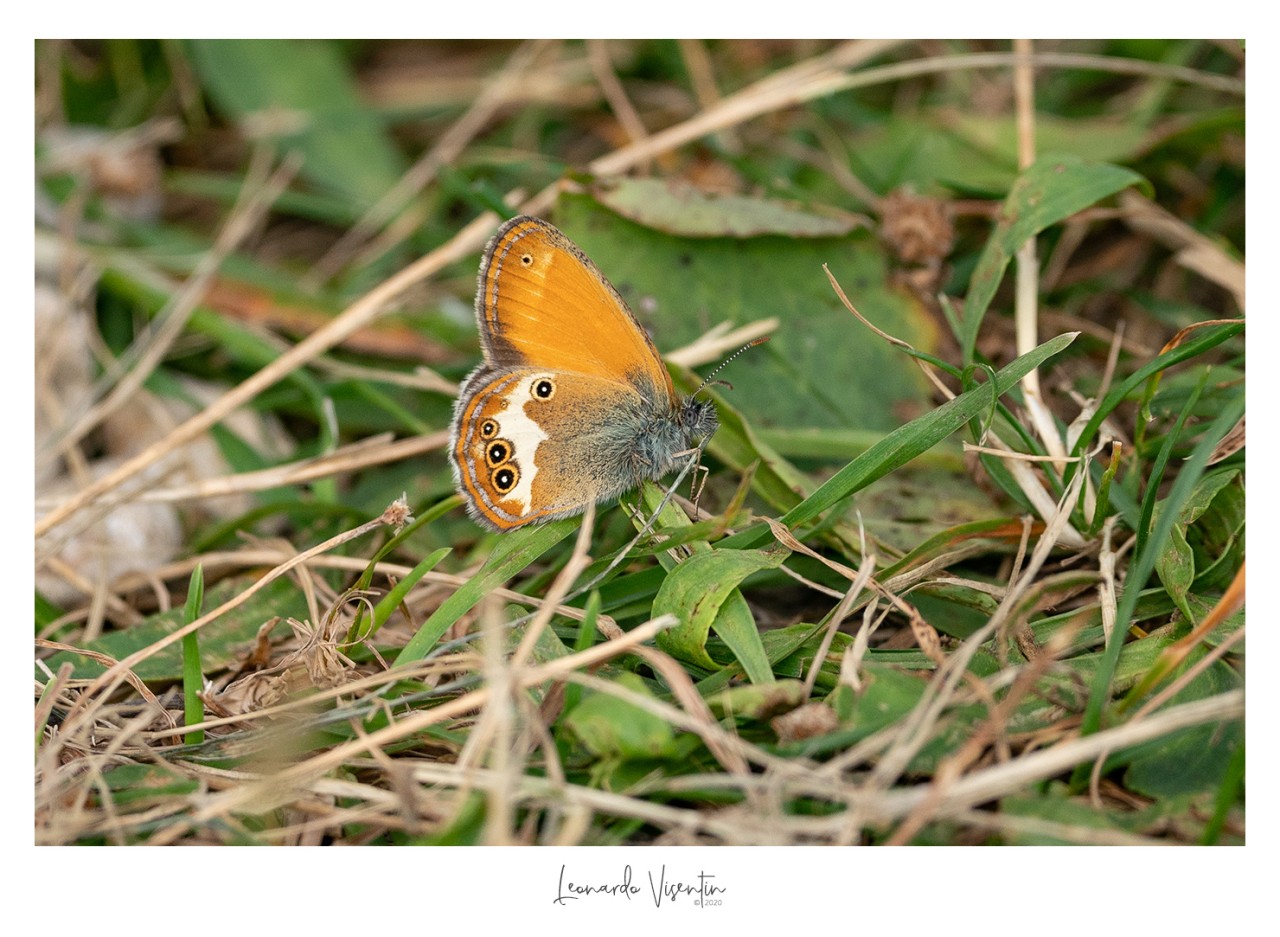 Coenonympha arcania