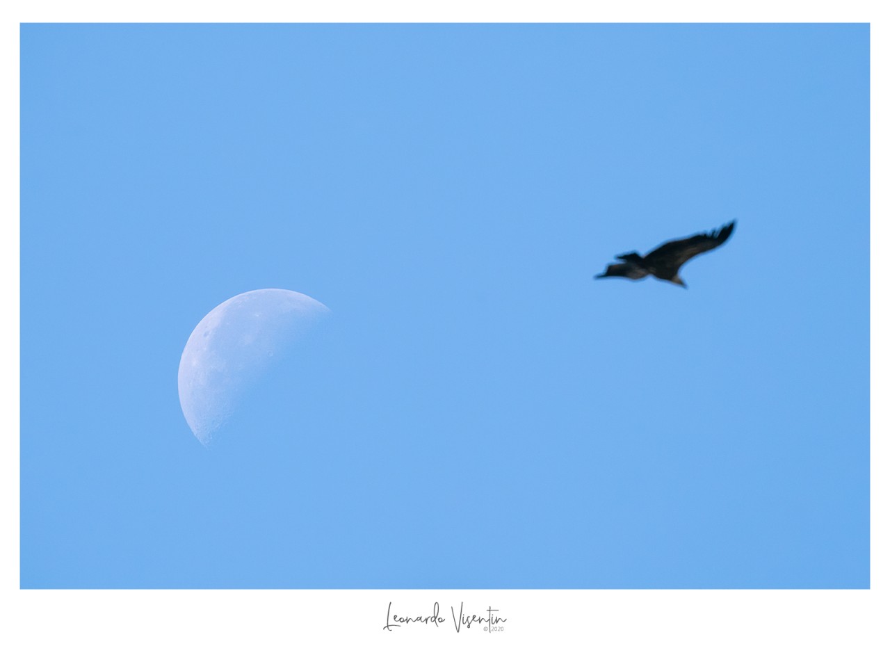 Grifone e Luna