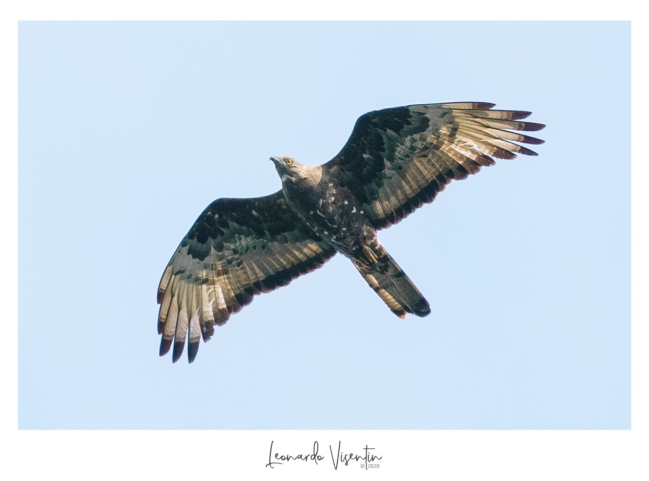 Falco pecchiaiolo