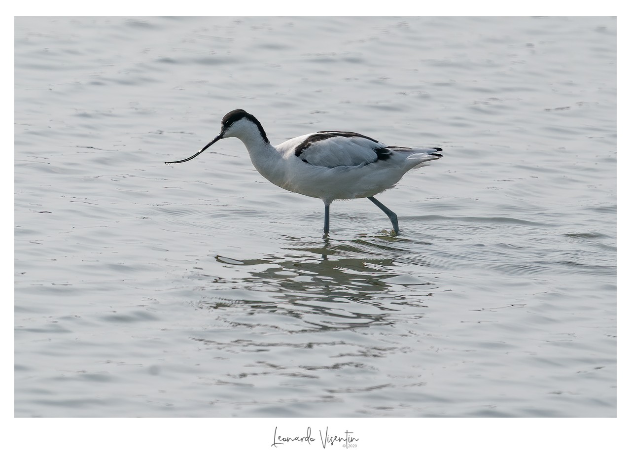 Avocetta