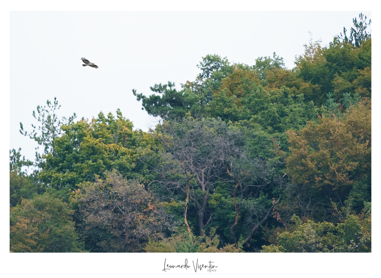 Falco pecchiaiolo