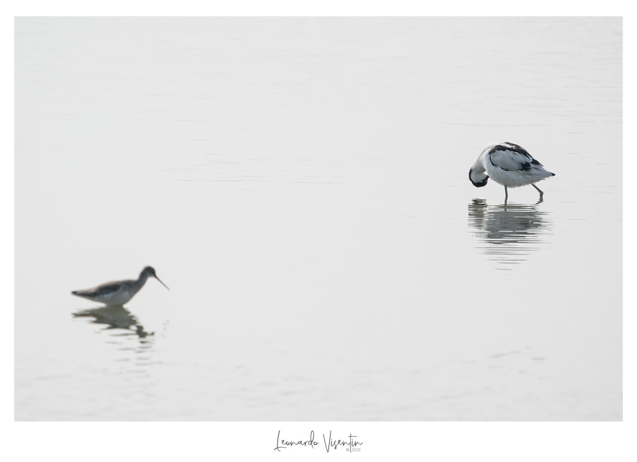 Pantana e Avocetta