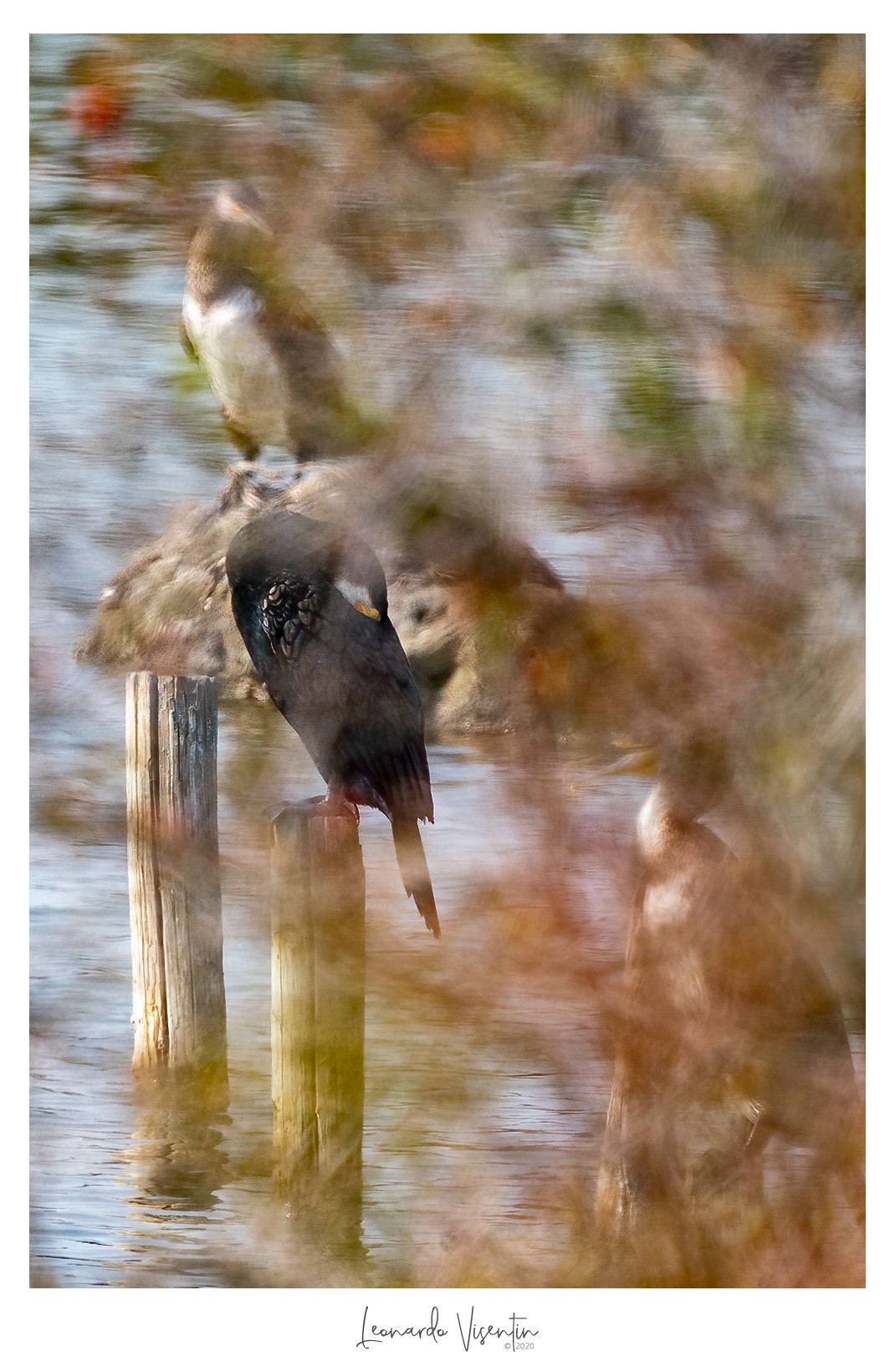 Cormorano