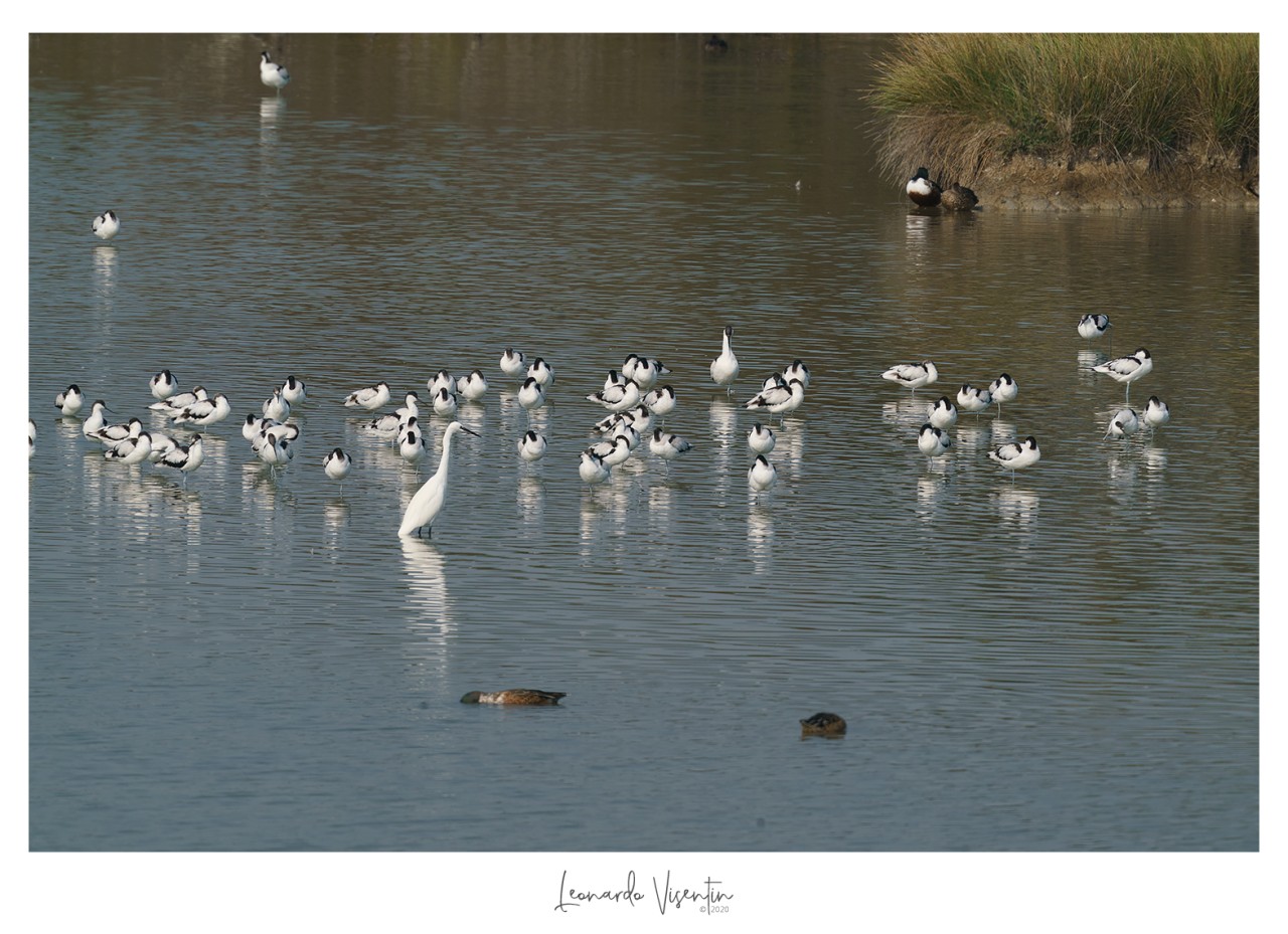 Avocette e Garzetta con Mestoloni