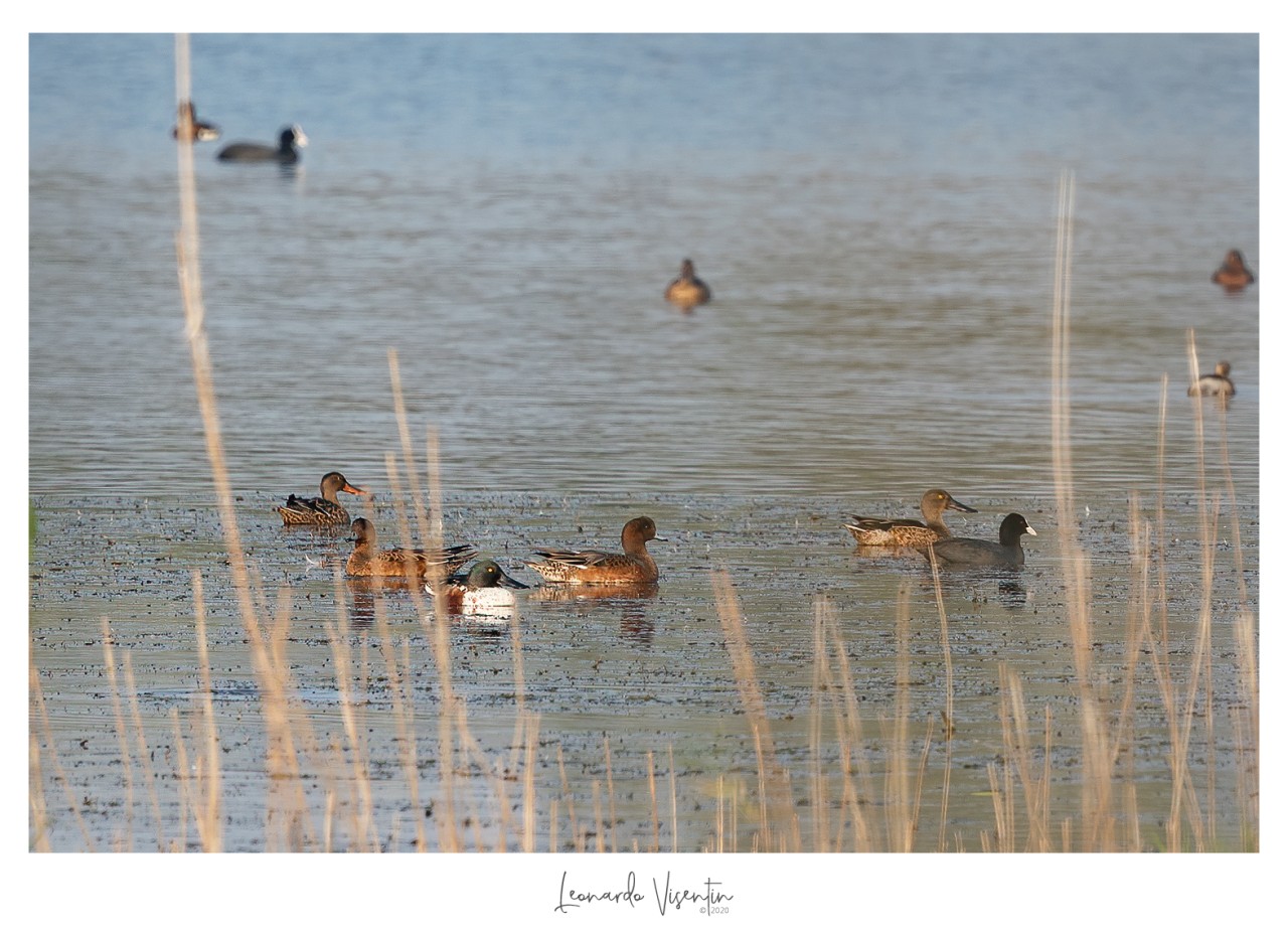 Avifauna acquatica