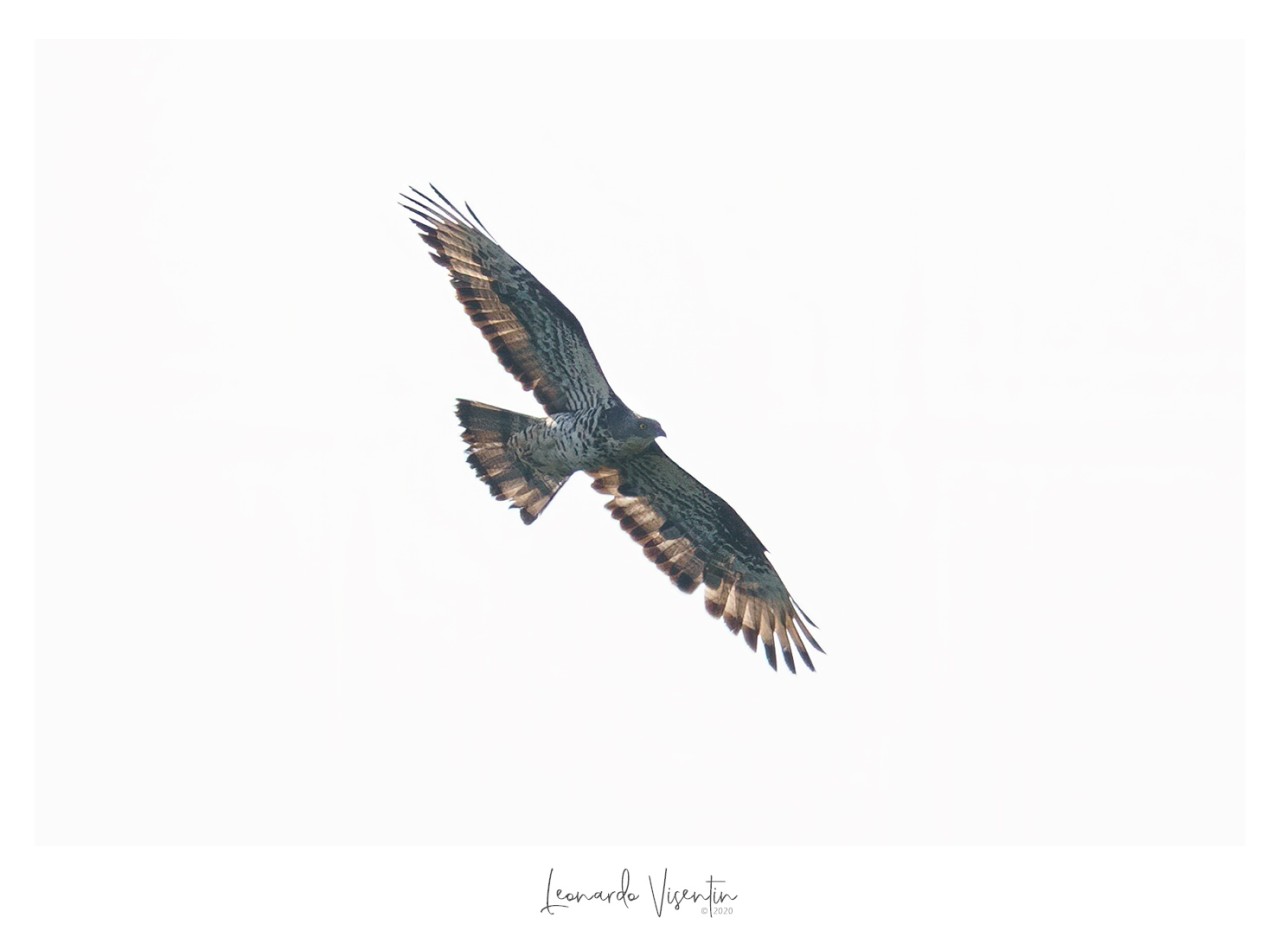 Falco pecchiaiolo