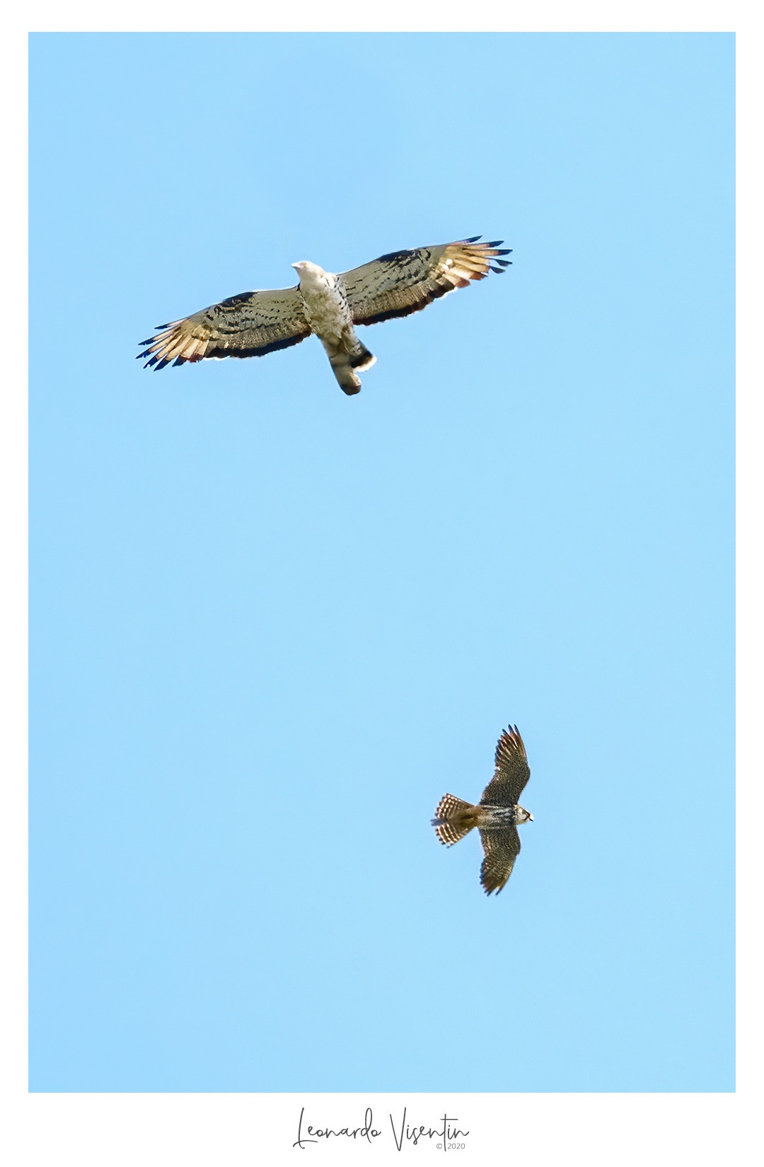 Falco pecchiaiolo e Lodolaio