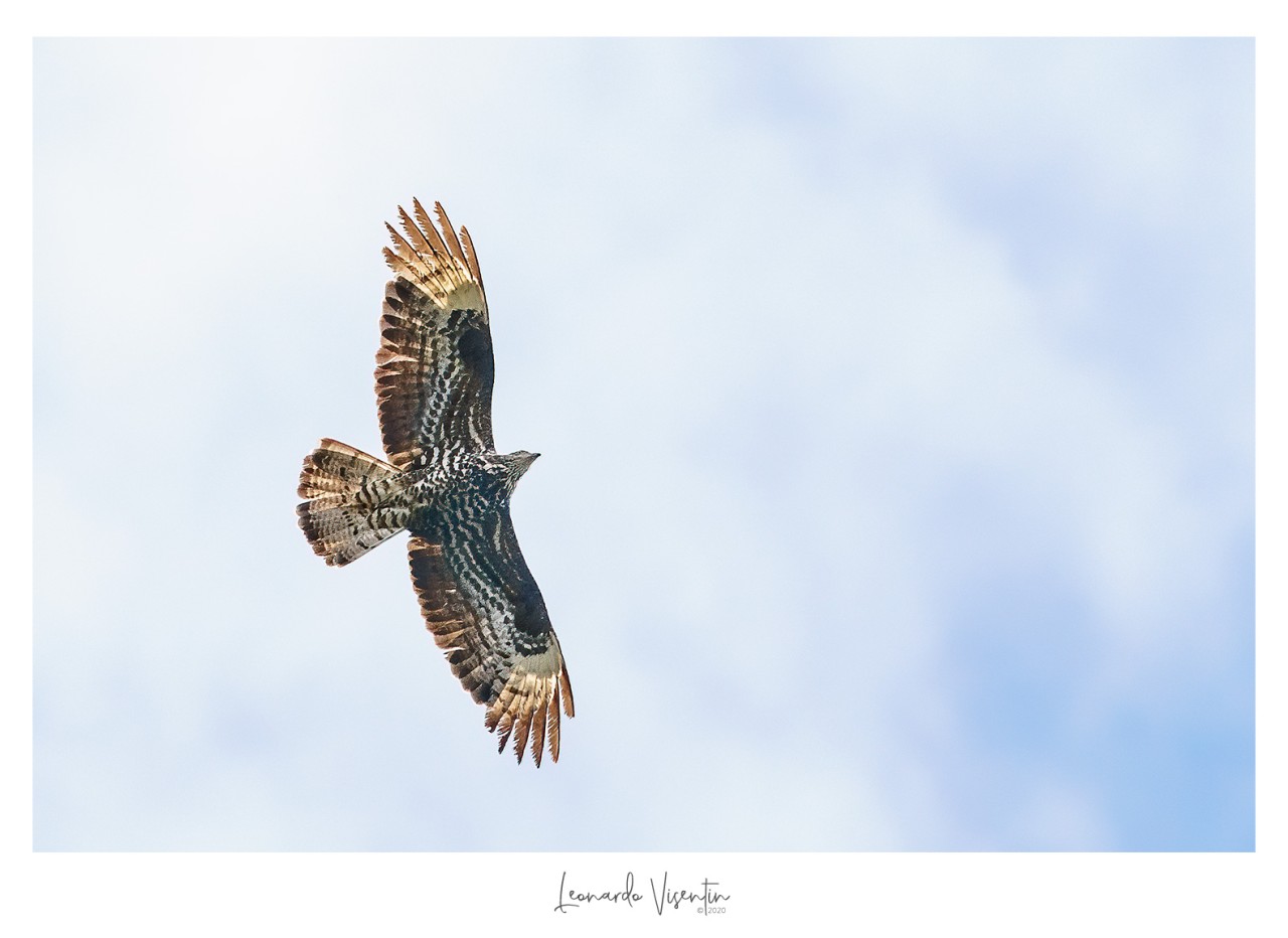 Falco pecchiaiolo