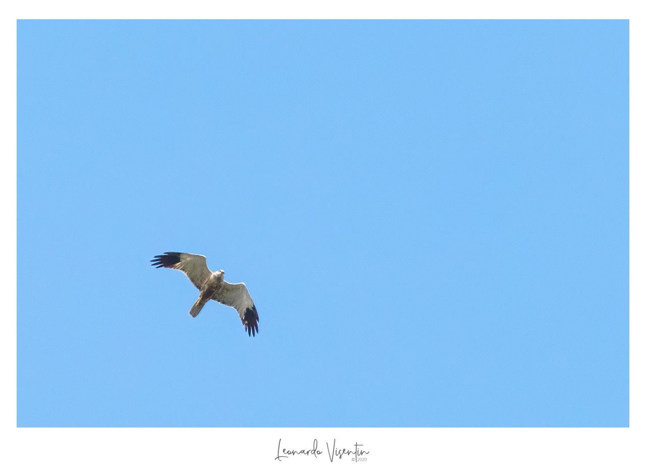 Falco di palude