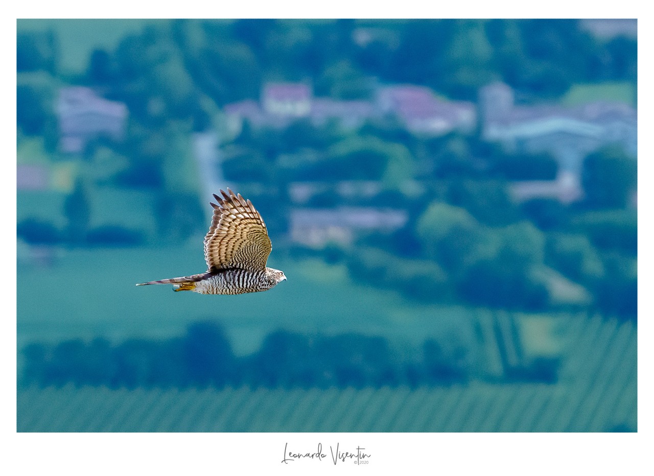 Sparviere